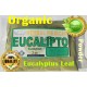 eucalipto 